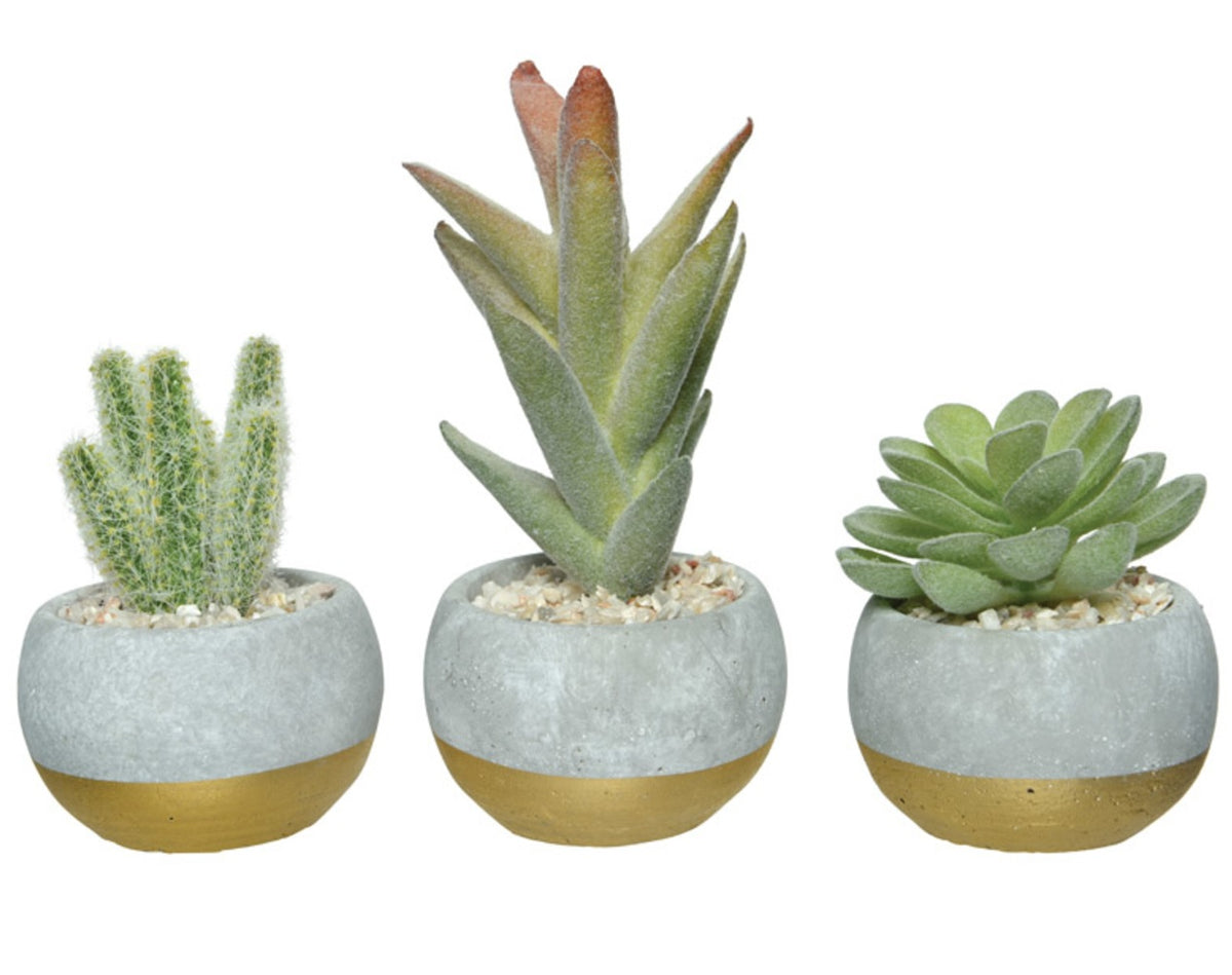 Decoris 800733 Succulent Plants, Green