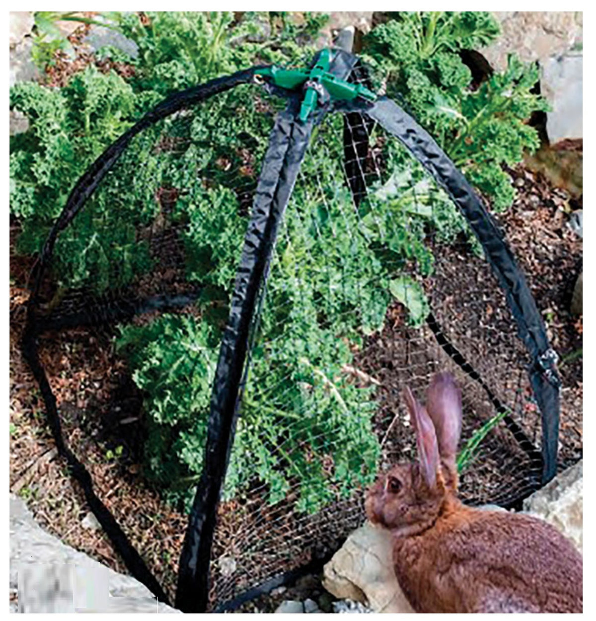 NuVue 30201 PestGuard Plant Protector, Black, 31" x 31"