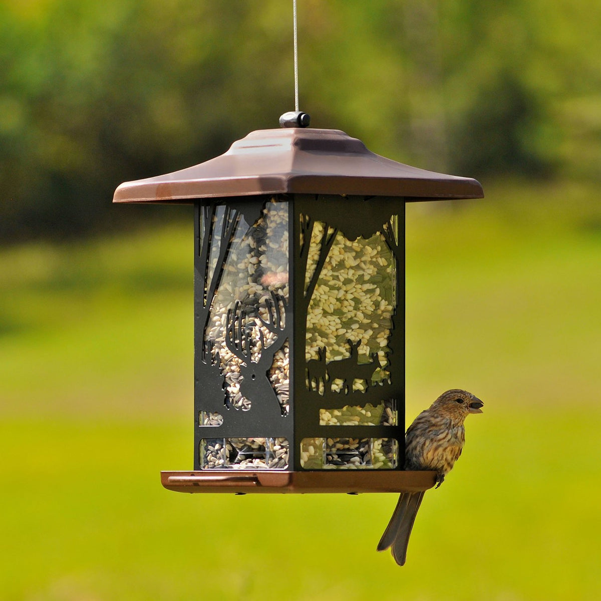 Perky Pet 8504-2 Wilderness Lantern Wild Bird Feeder, Metal