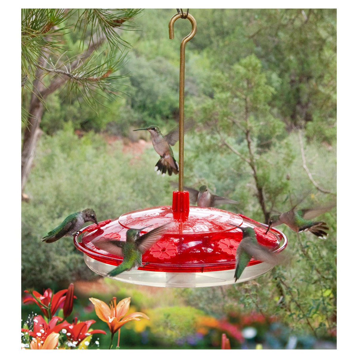 Droll Yankees H8-2 Happy Eight Hummingbird Feeder 10"