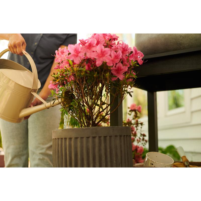 Miracle-Gro 3039806 Powder Acid-Loving Plants of Azalea, Camellia, Rhododendron Plant Food 5 lb