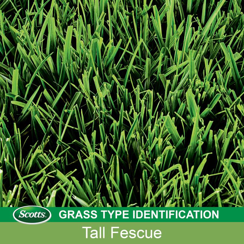 Scotts 14900 PatchMaster Tall Fescue Grass Sun or Shade Grass Spot Repair Mix 4.75 lb
