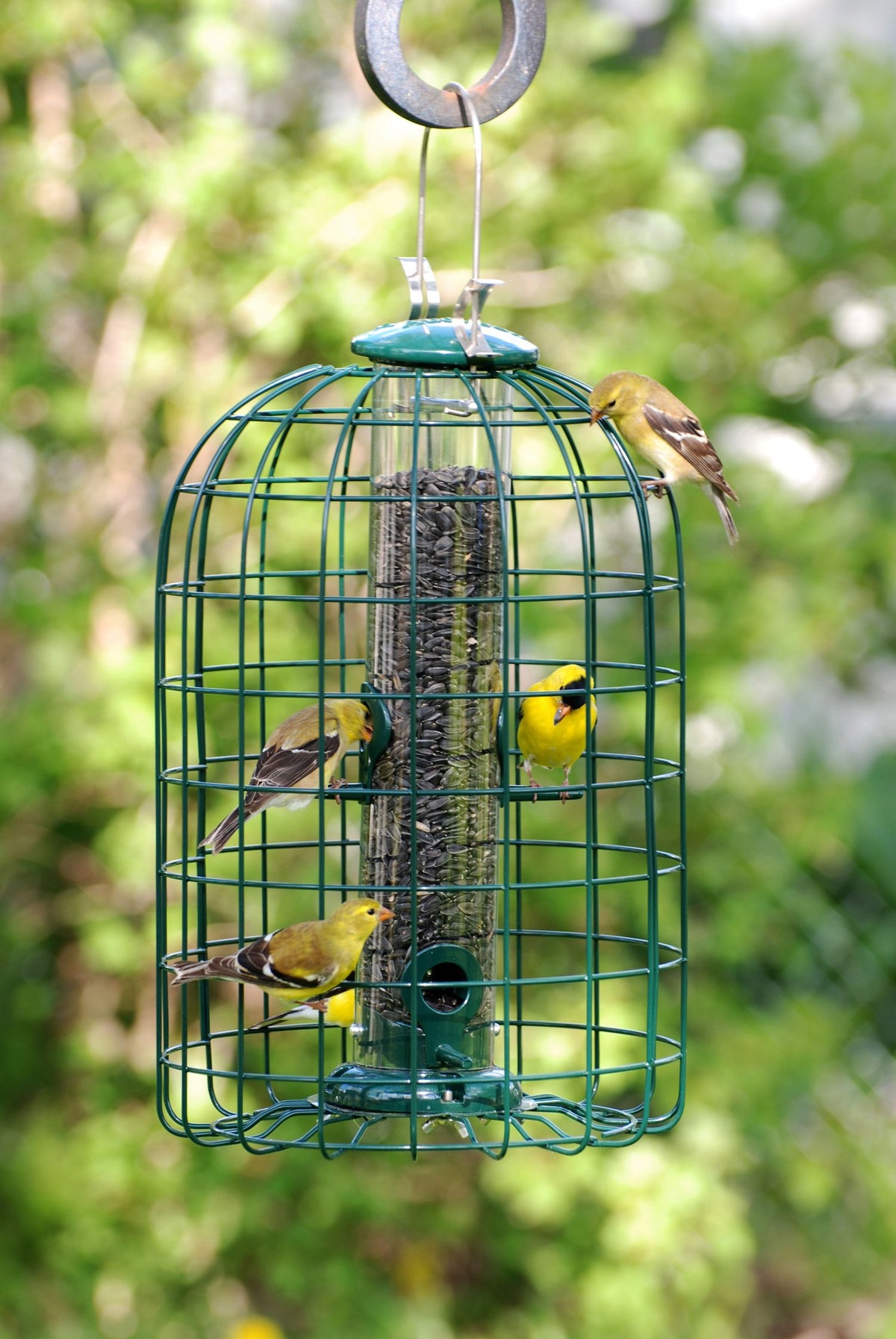 Audubon Caged Squirrel Proof Tube Bird Feeder