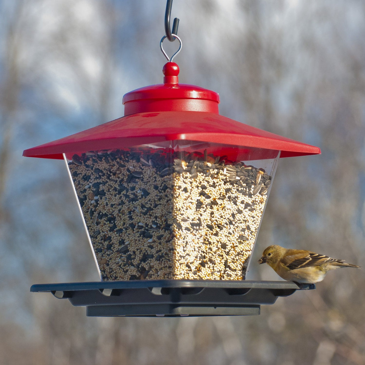 Audubon Hopper Cafe Wild Bird Feeder