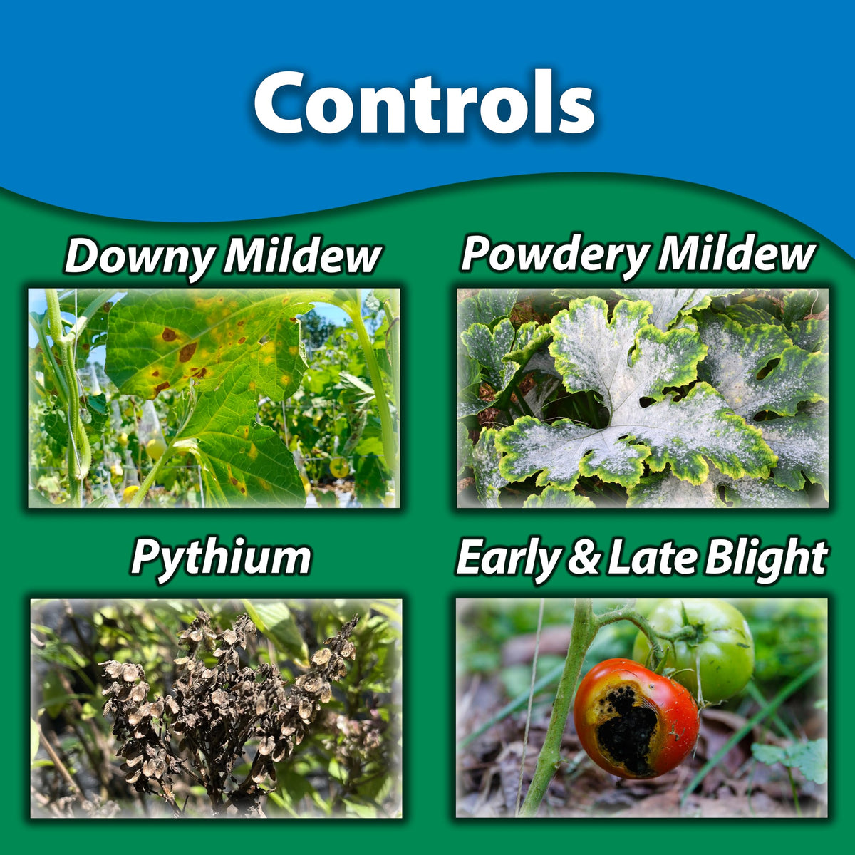 Monterey Liqui-Cop Fungicide Qt
