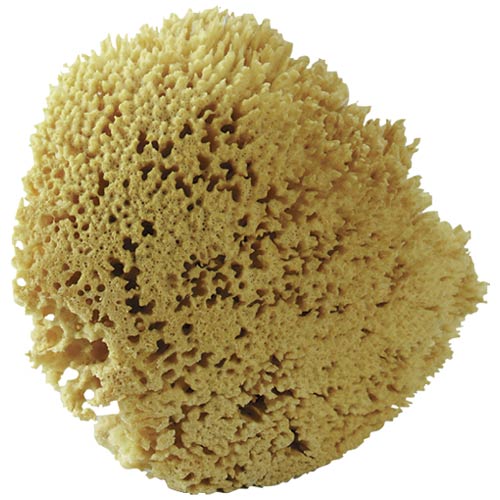 Armaly SW7080 ProPlus Natural Sea Wool sponge, Length : 7 in, Width : 8 in