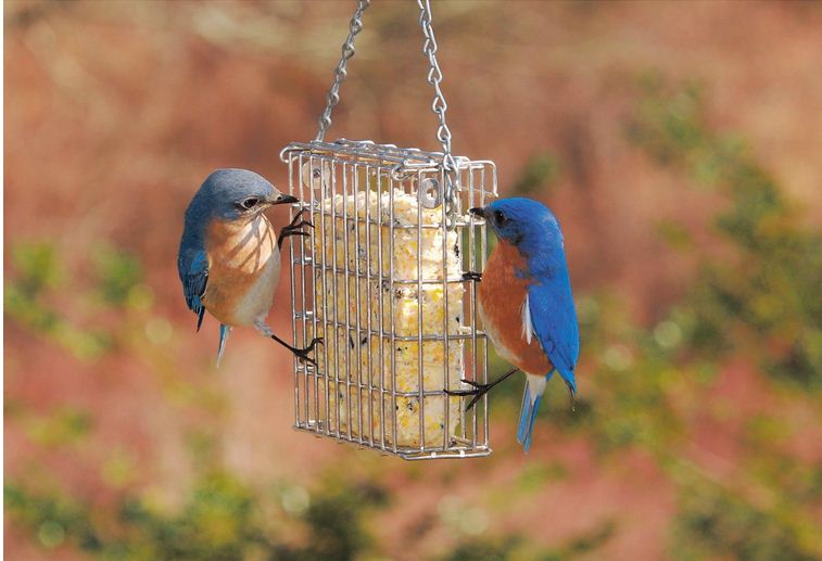 Droll Yankees PSF-S Single Cake Premium Suet Feeder 5" x 5" x 1.5"