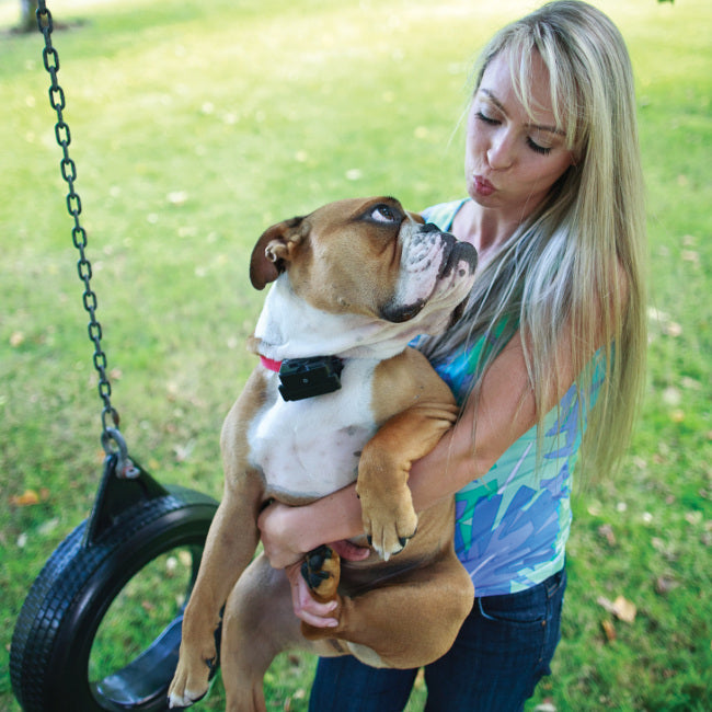 buy training & behavior, dogs at cheap rate in bulk. wholesale & retail bulk pet toys & supply store.