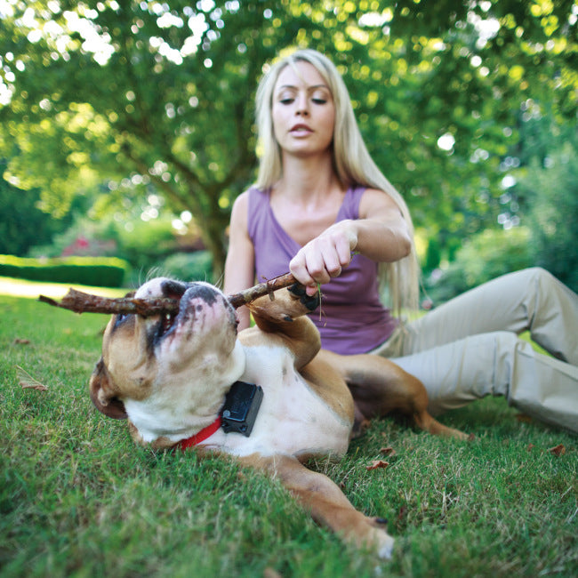 buy training & behavior, dogs at cheap rate in bulk. wholesale & retail bulk pet toys & supply store.