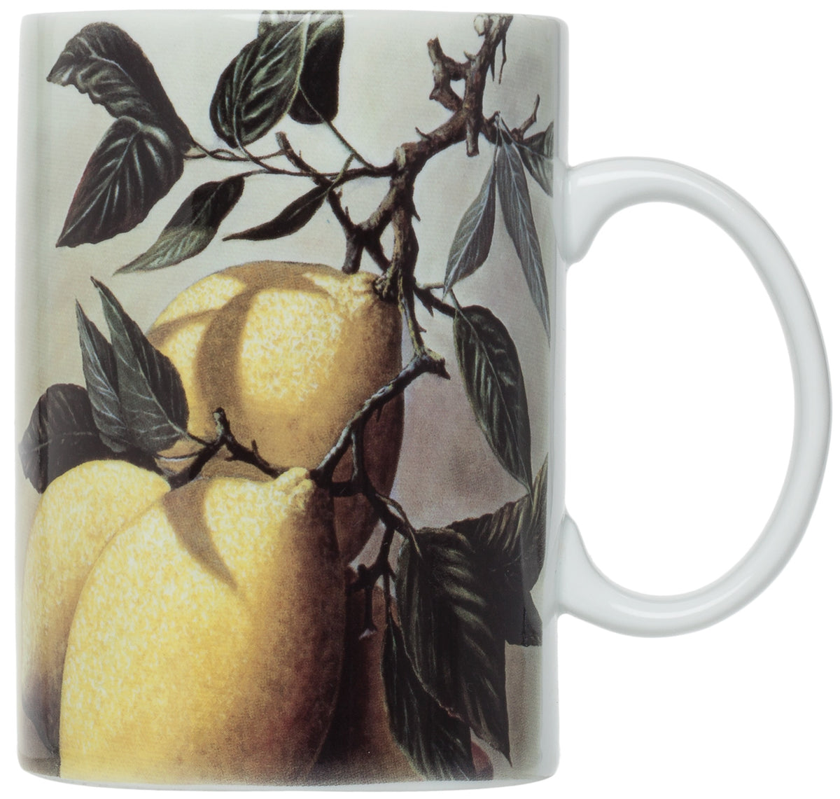 Harold Import NT785 Limoni Mugs, 16 Oz