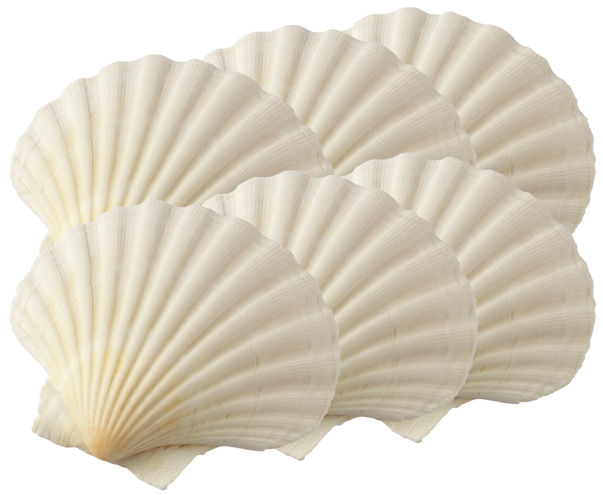 Harold Import 45679 Natural Baking Shell, 3-1/4"