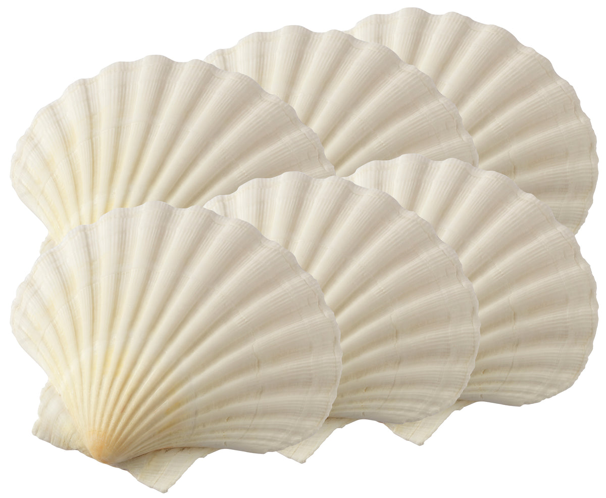 Harold Import 45679 Natural Baking Shell, 3-1/4
