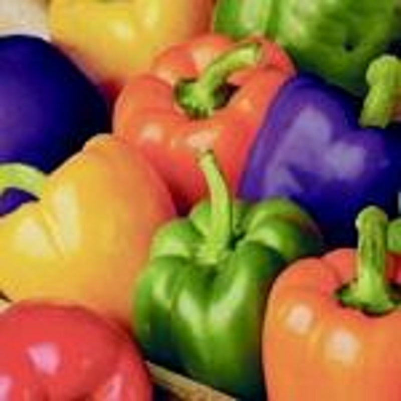 Livingston Seed Y7120 Rainbow Mixed Bell Pepper Seeds, 240mg