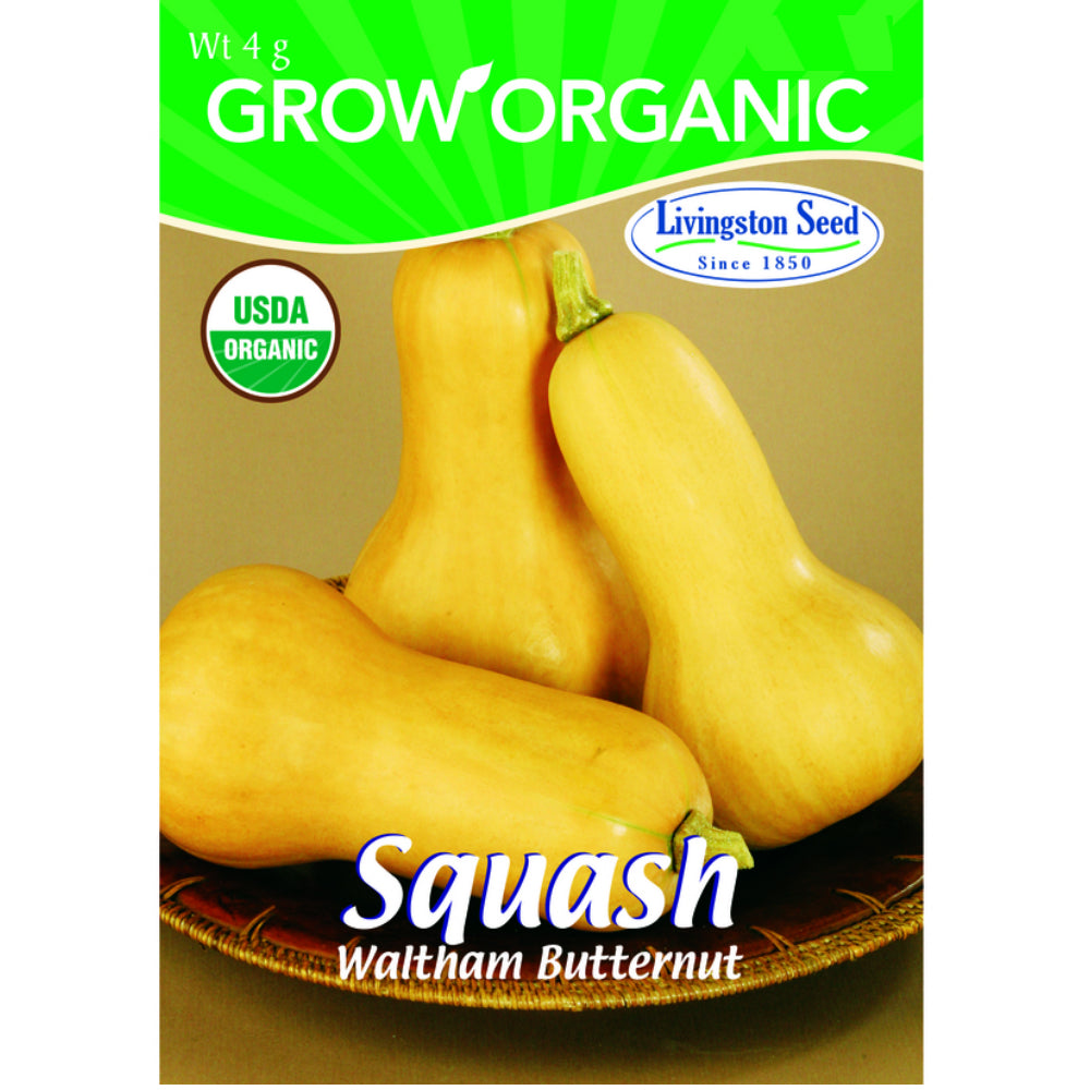 Livingston Seed Y7150 Waltham Butternut Squash Seeds, 4g