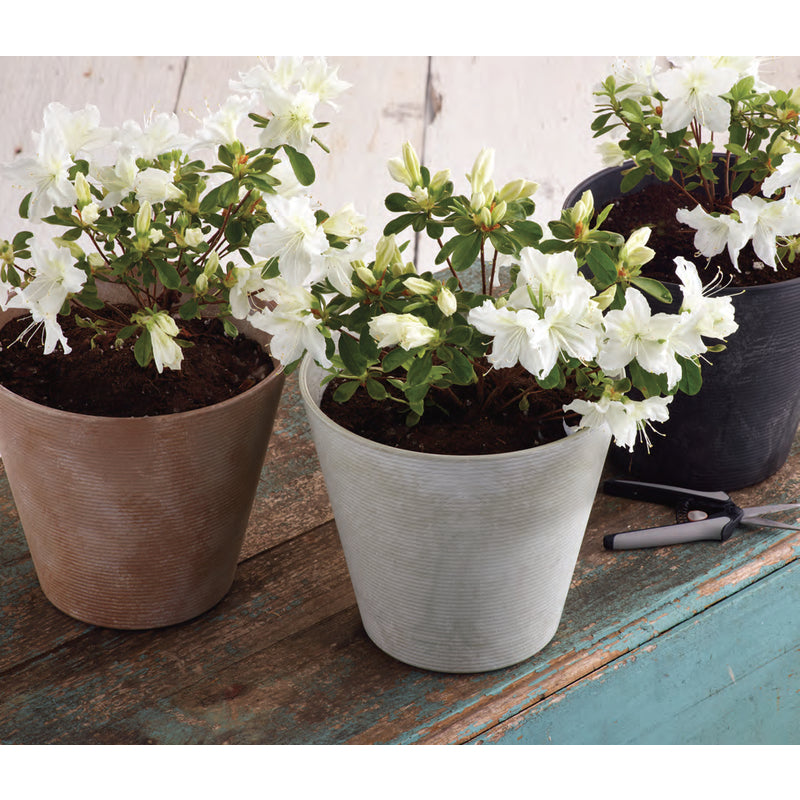 buy plant pots at cheap rate in bulk. wholesale & retail garden supplies & fencing store.