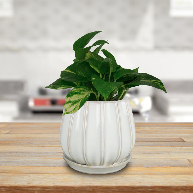 Trendspot CR01137S-08W Contour Ceramic Planter, White, 8 in