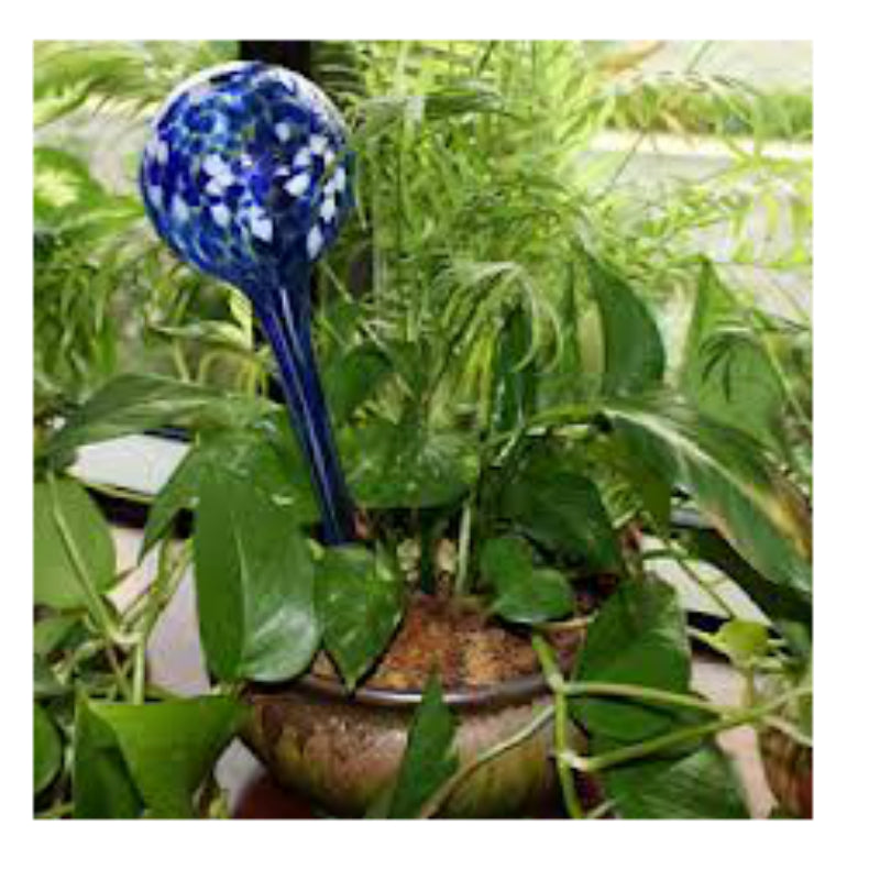 Aqua Globe AQGLRGE6 Glass Plant Watering Bulb