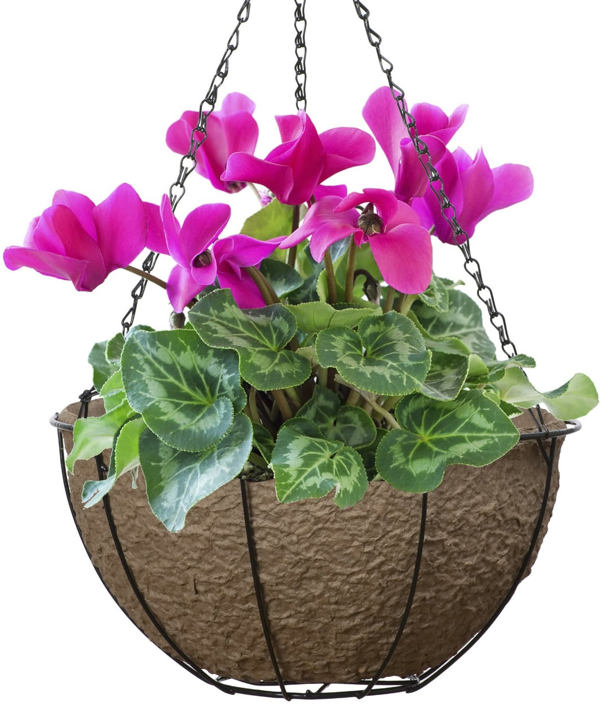 buy hanging planters & pots at cheap rate in bulk. wholesale & retail landscape maintenance tools store.