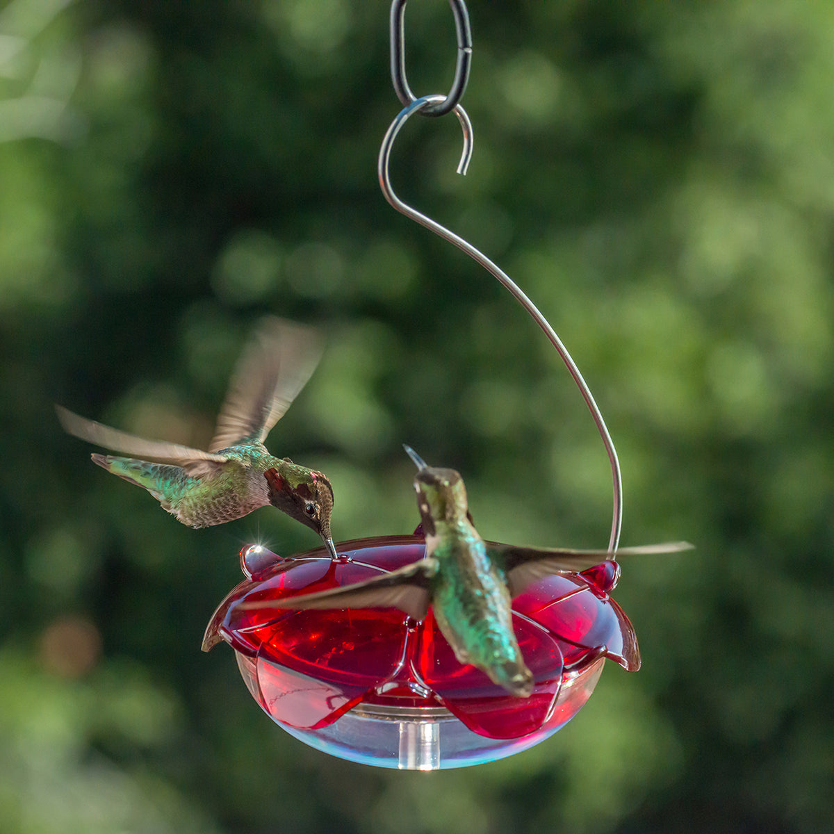 Droll Yankee RS-3HC Ruby Sipper Hummingbird Hanging Nectar Feeder, 5 Oz