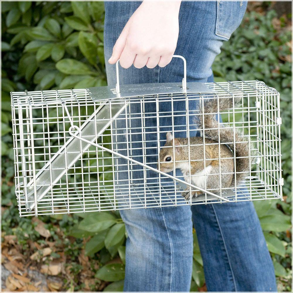 Havahart 1077 Small 1-Door Live Animal Cage Trap