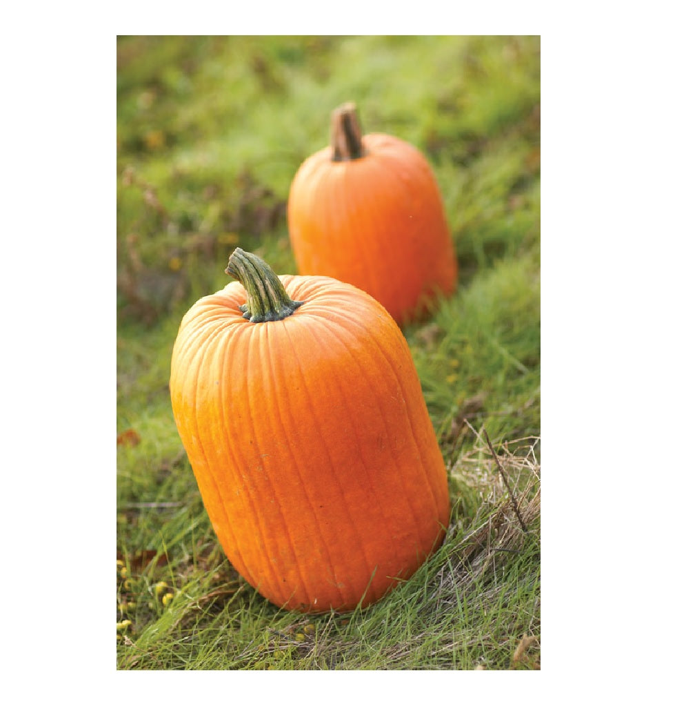 Frey Farms 82329872030 Frey Produce Pumpkin