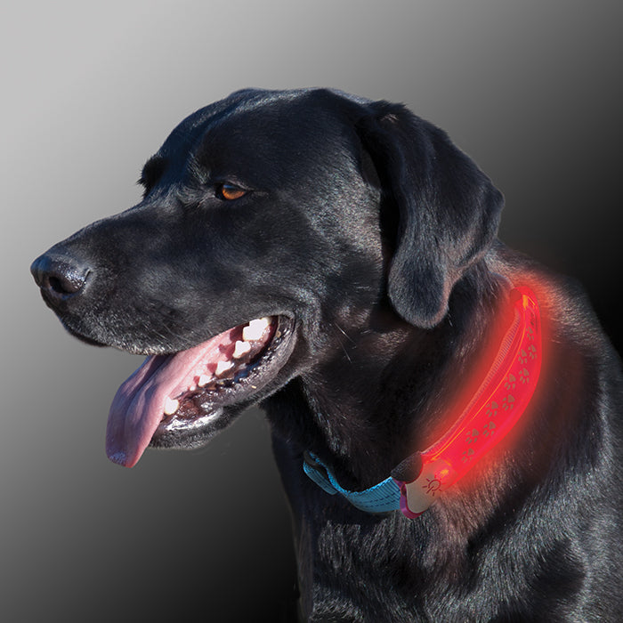 buy dog accessories at cheap rate in bulk. wholesale & retail pet care tools & supplies store.