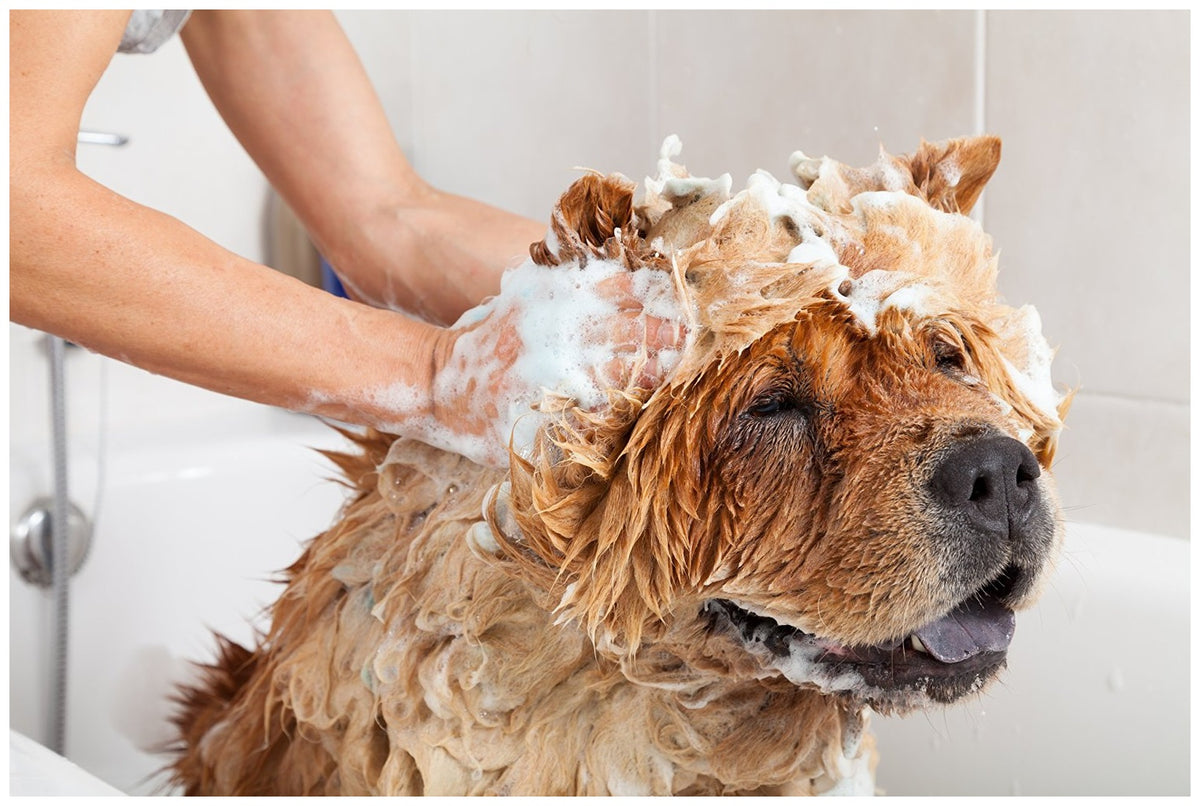 buy grooming tools for dogs at cheap rate in bulk. wholesale & retail pet insect supplies store.