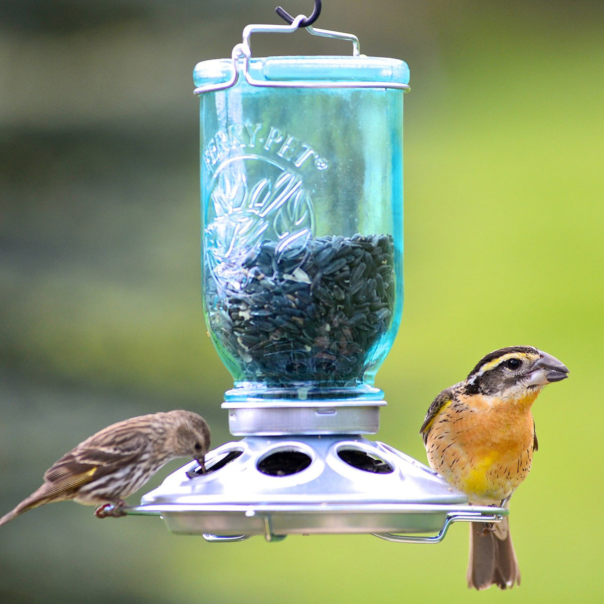 Perky-Pet 784 Mason Jar Wild Bird Feeder, Glass