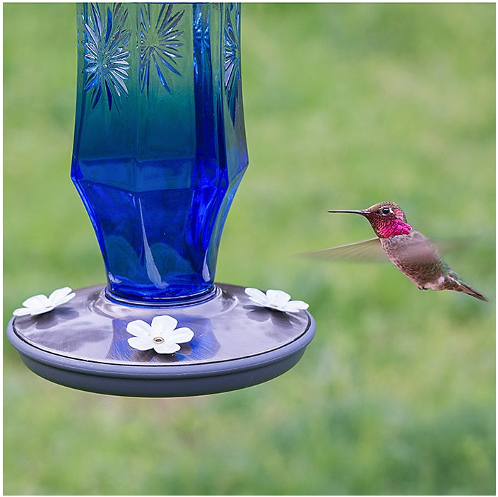 Perky-Pet 8129-2 Sapphire Starburst Vintage Glass Hummingbird Feeder, 16 Oz