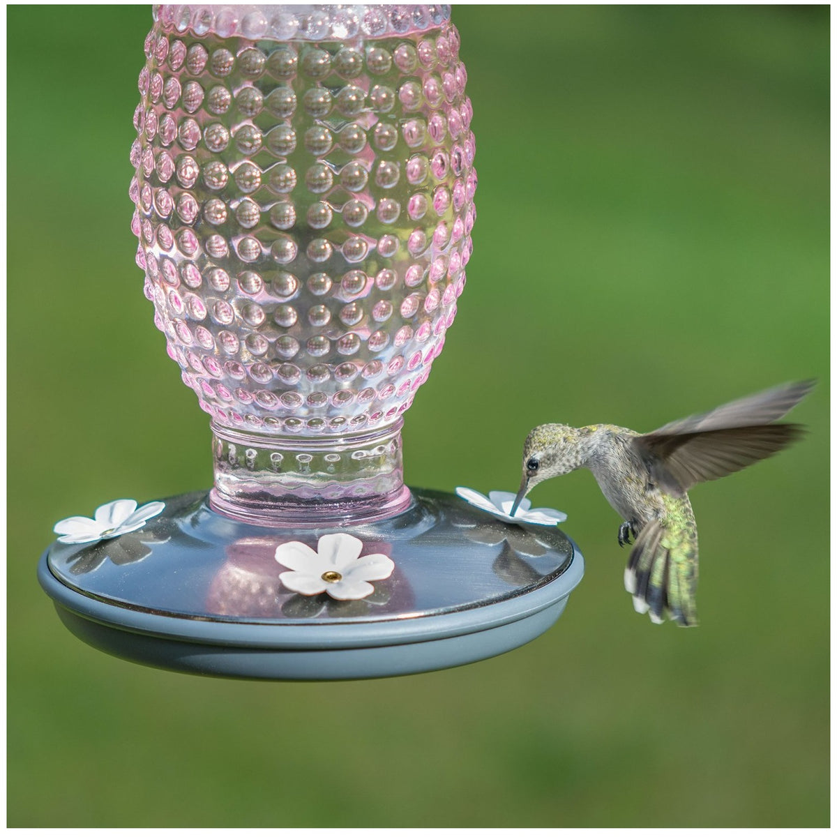 Perky-Pet 8131-2 Cranberry Hobnail Vintage Glass Hummingbird Feeder, 24 Oz