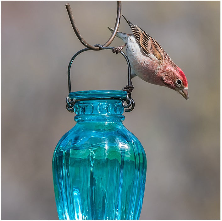 Perky-Pet 8136-2 Daisy Vase Vintage Glass Wild Bird Waterer, 16 Oz