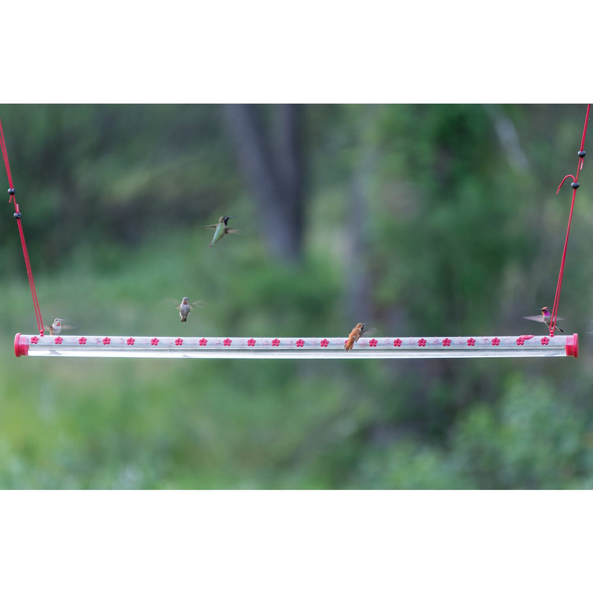 Perky-Pet HUMBAR400 Hummerbar Hummingbird Feeder, 4'