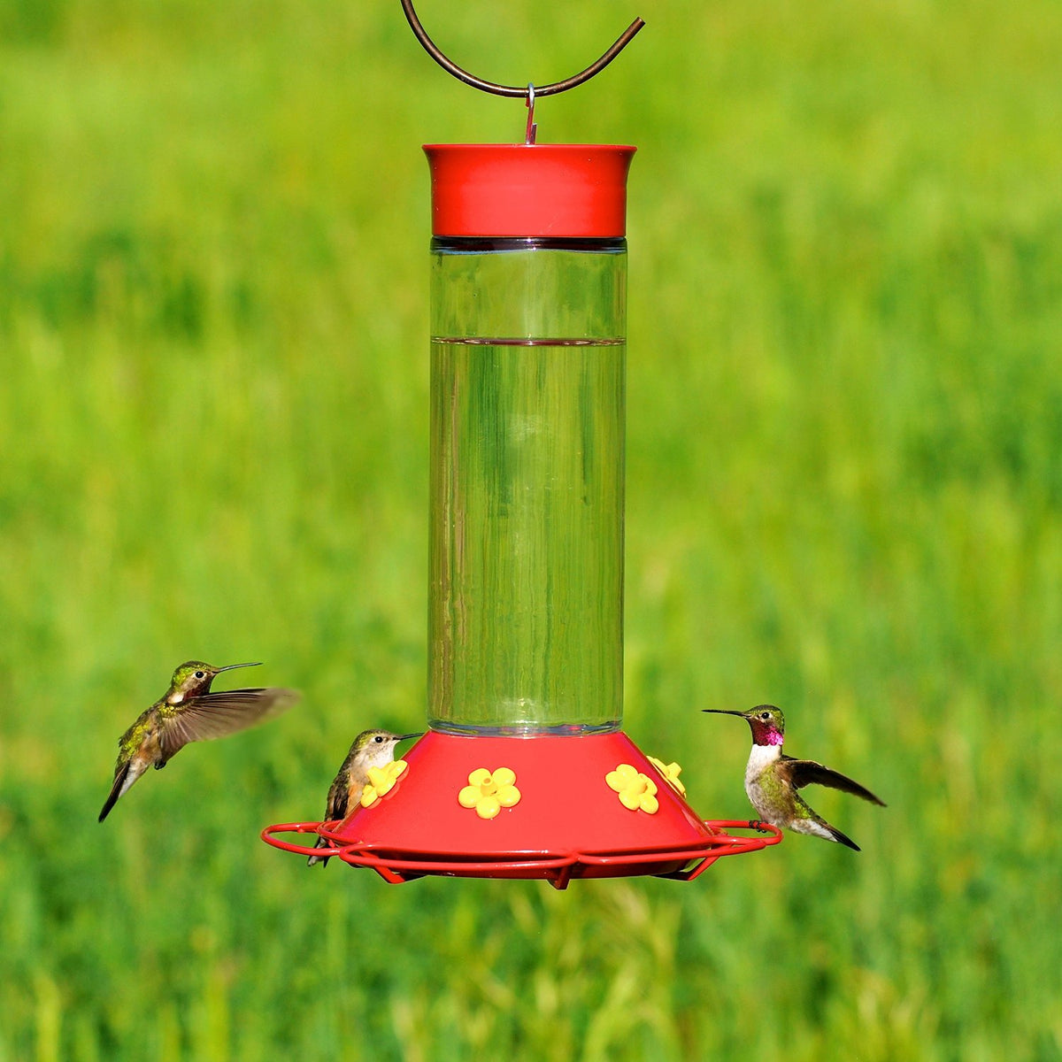 Perky Pet 209B Hummingbird Glass Bottle Nectar Feeder, 30 Oz