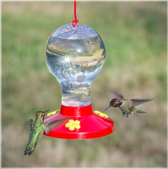 Perky Pet 216-6 Garden Song Clear Plastic Hummingbird Feeder, 16 Oz