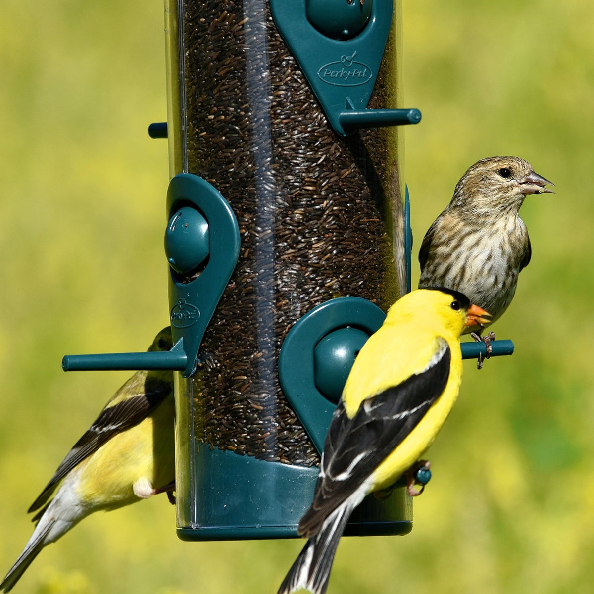 Perky Pet 3261 Sierra Wild Bird Feeder, Plastic