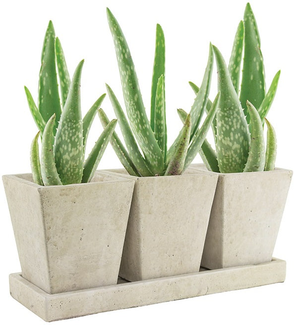 buy planters & pots at cheap rate in bulk. wholesale & retail farm and gardening supplies store.